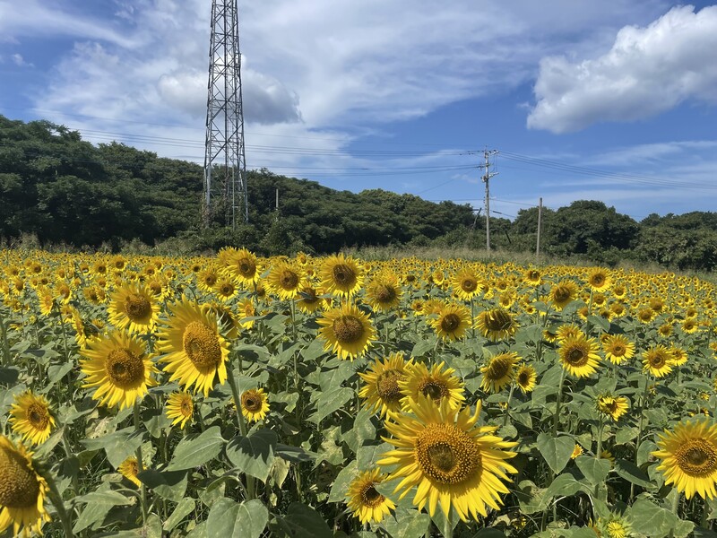 有毛ひまわり畑