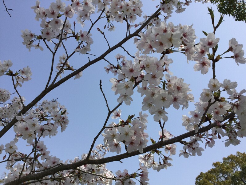 宗像大社の桜
