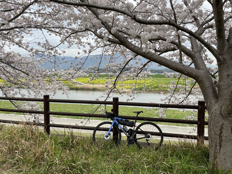 遠賀側水辺館の桜