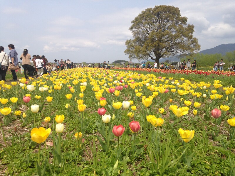 のおがたチューリップまつり